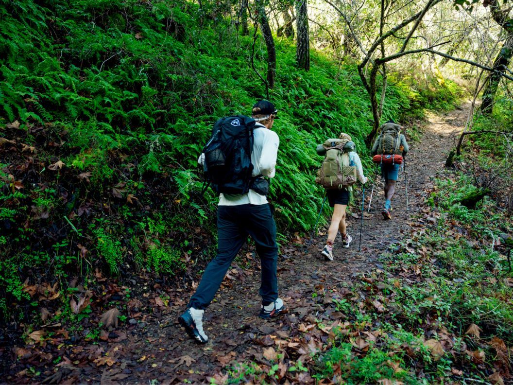 Three people wearing backpacking packs walk down a trail lined in ferns.