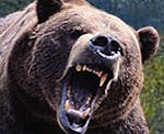 Bear Vault