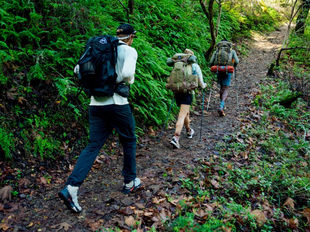 3 people backpack on a trail lined in ferns.