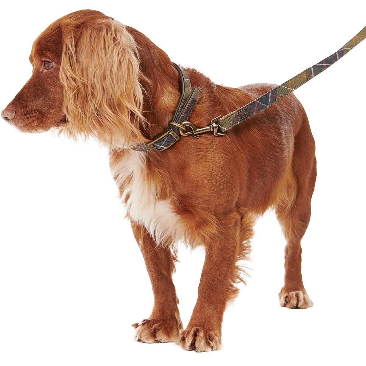Barbour Tartan/Webbing Lead