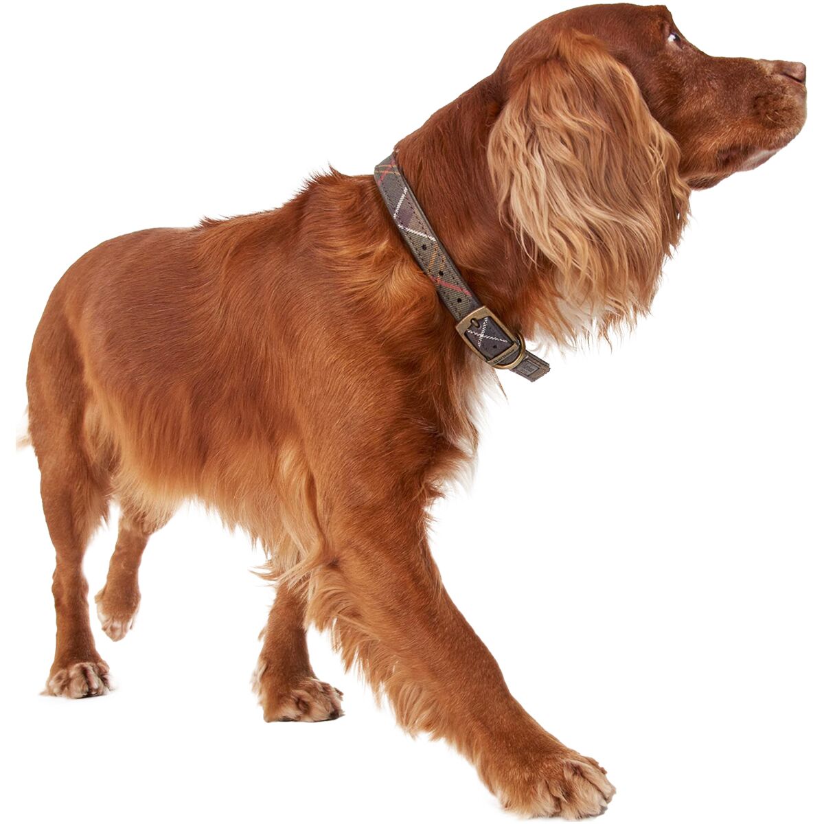 Barbour Tartan Dog Collar Hike & Camp