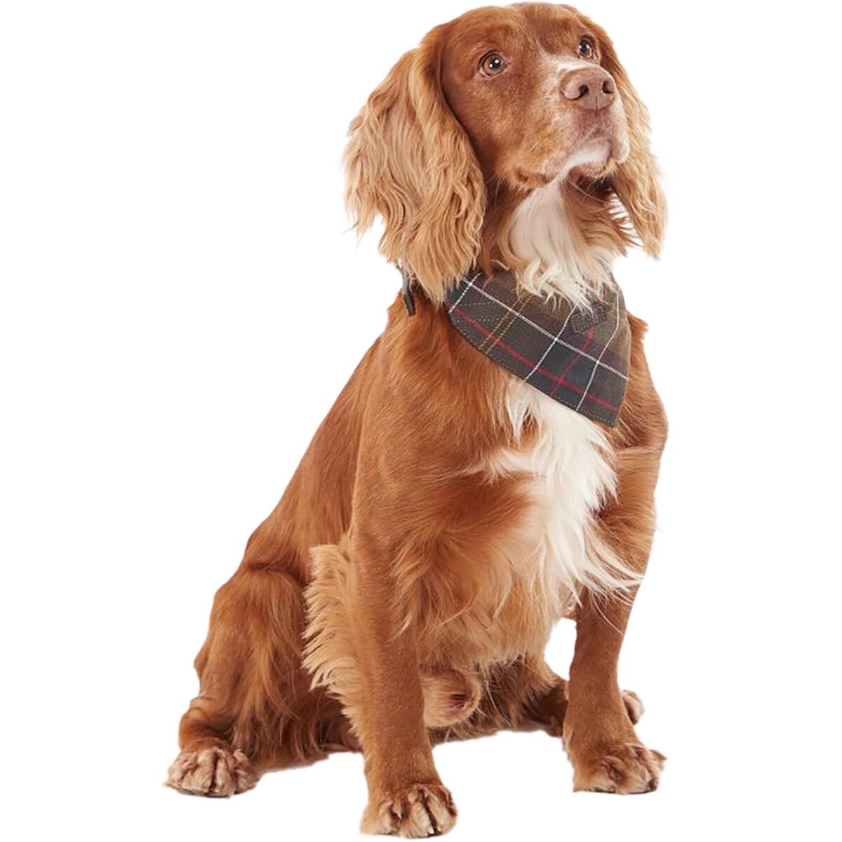 Barbour Tartan Bandana