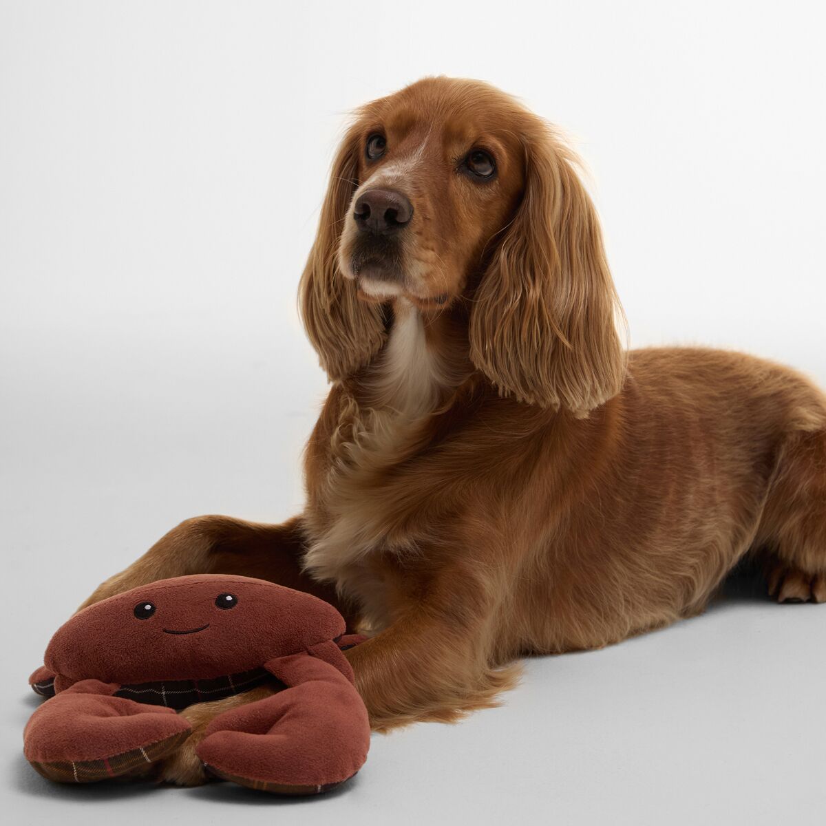 Barbour Crab Dog Toy