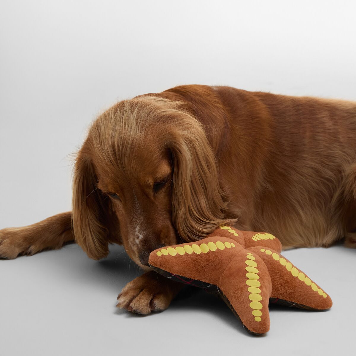 Barbour Starfish Dog Toy