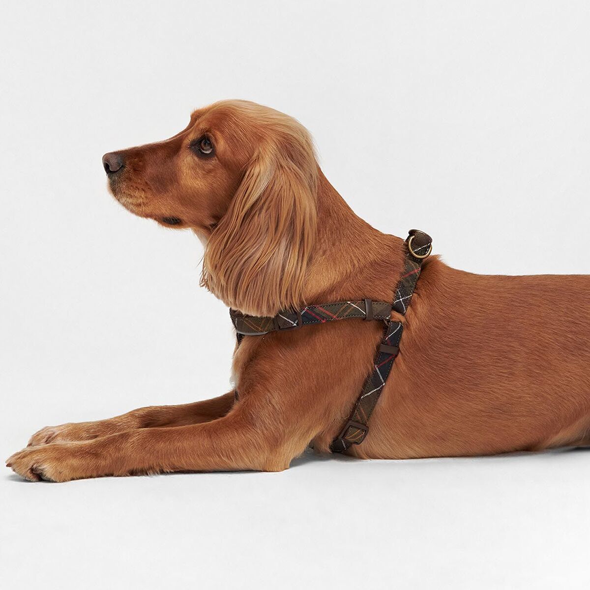 Barbour Tartan 5-Way Adjustable Harness