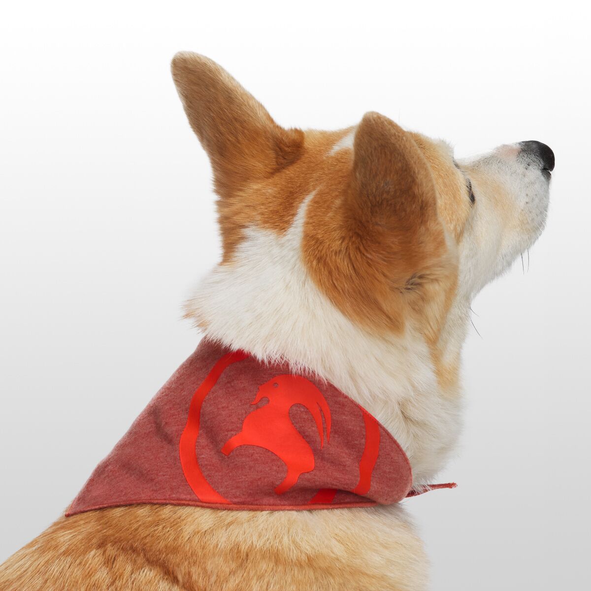 Backcountry x Petco The Dog Bandana Hike & Camp