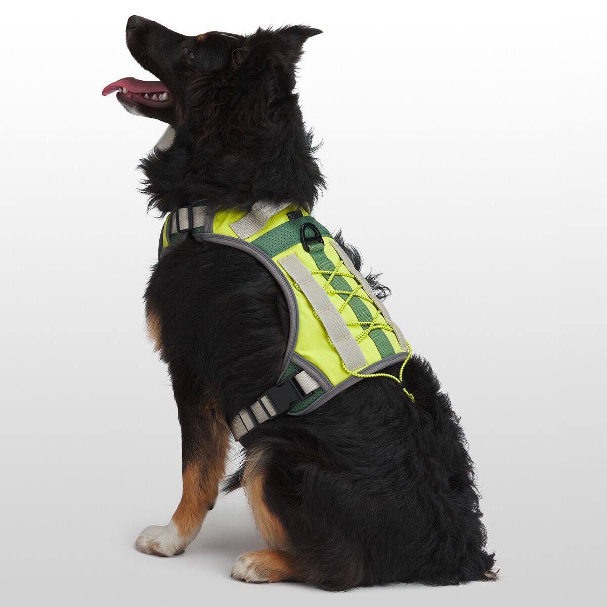 Backcountry x Petco The Modular Dog Harness Hike & Camp