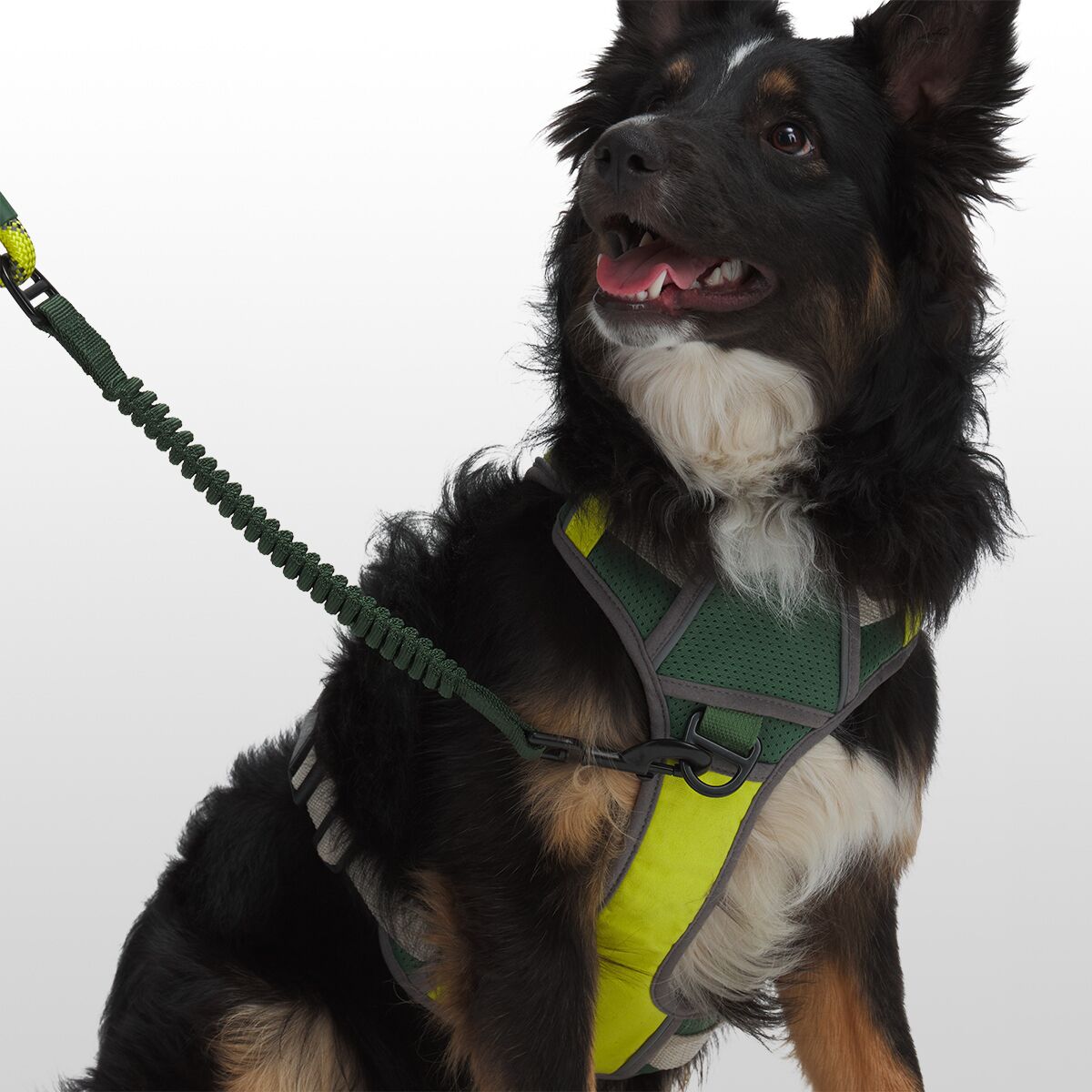 Backcountry x Petco The Modular Dog Harness Hike & Camp