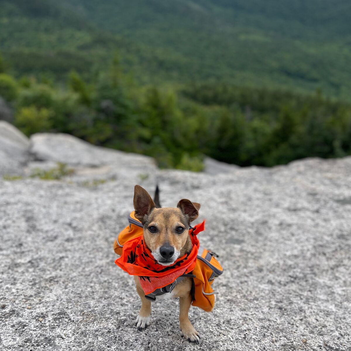 Ben´s Dog Bandana With Insect Shield