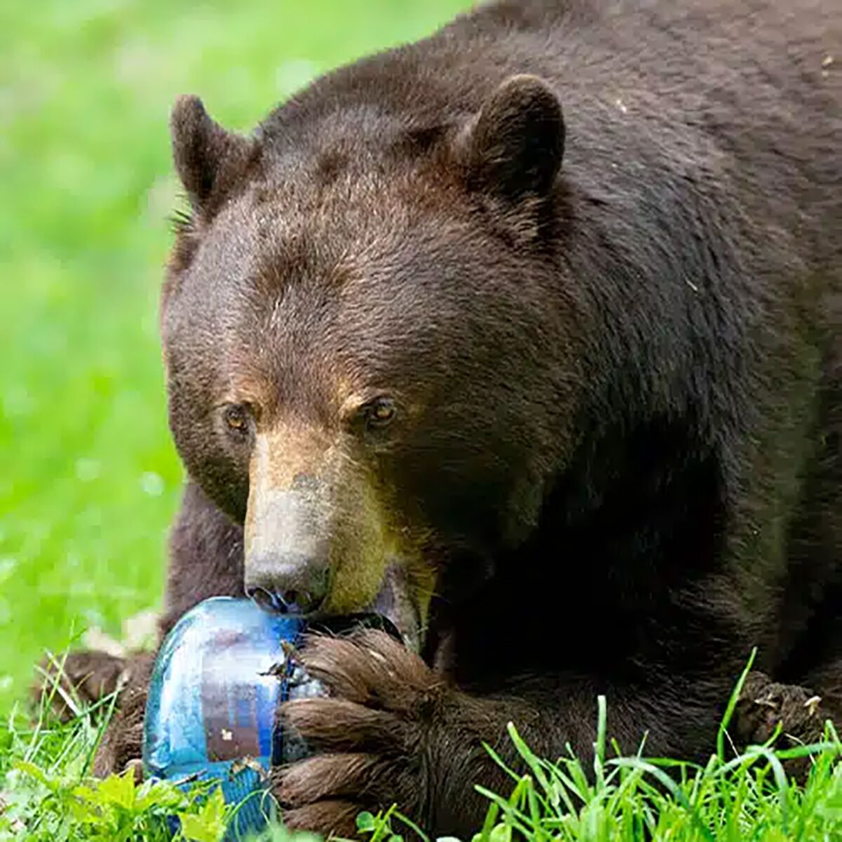 Bear Vault BV425-Sprint Bear Resistant Food Canister