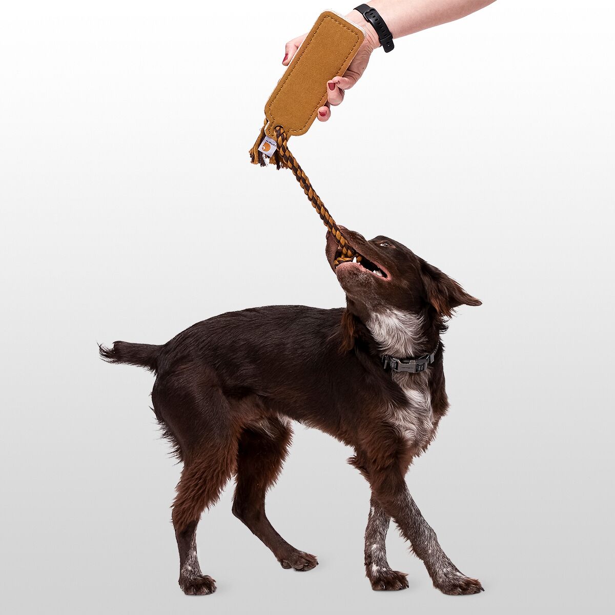 Carhartt Firm Duck Bumper Dog Felt Chew Hike & Camp