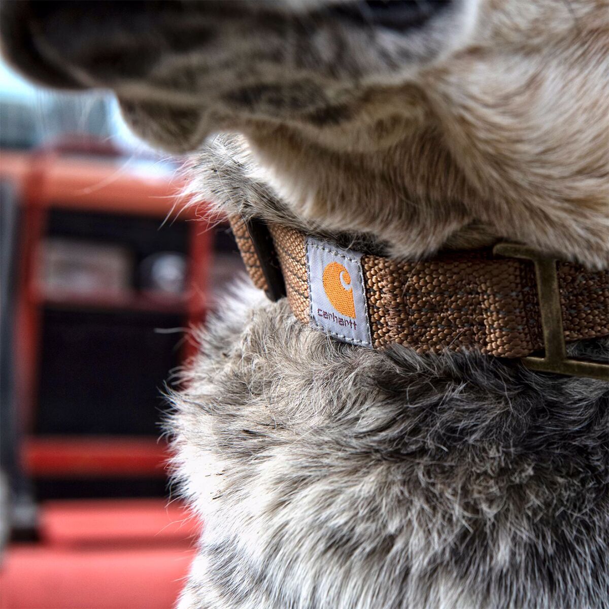 Carhartt Dog Collar Hike & Camp