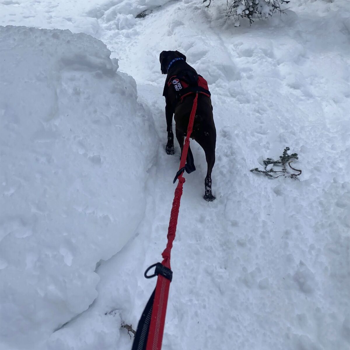 Fido Pro Remi Runner Leash