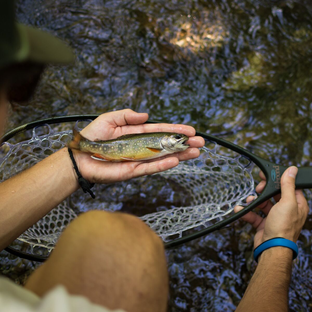 Fishpond Nomad Native Net
