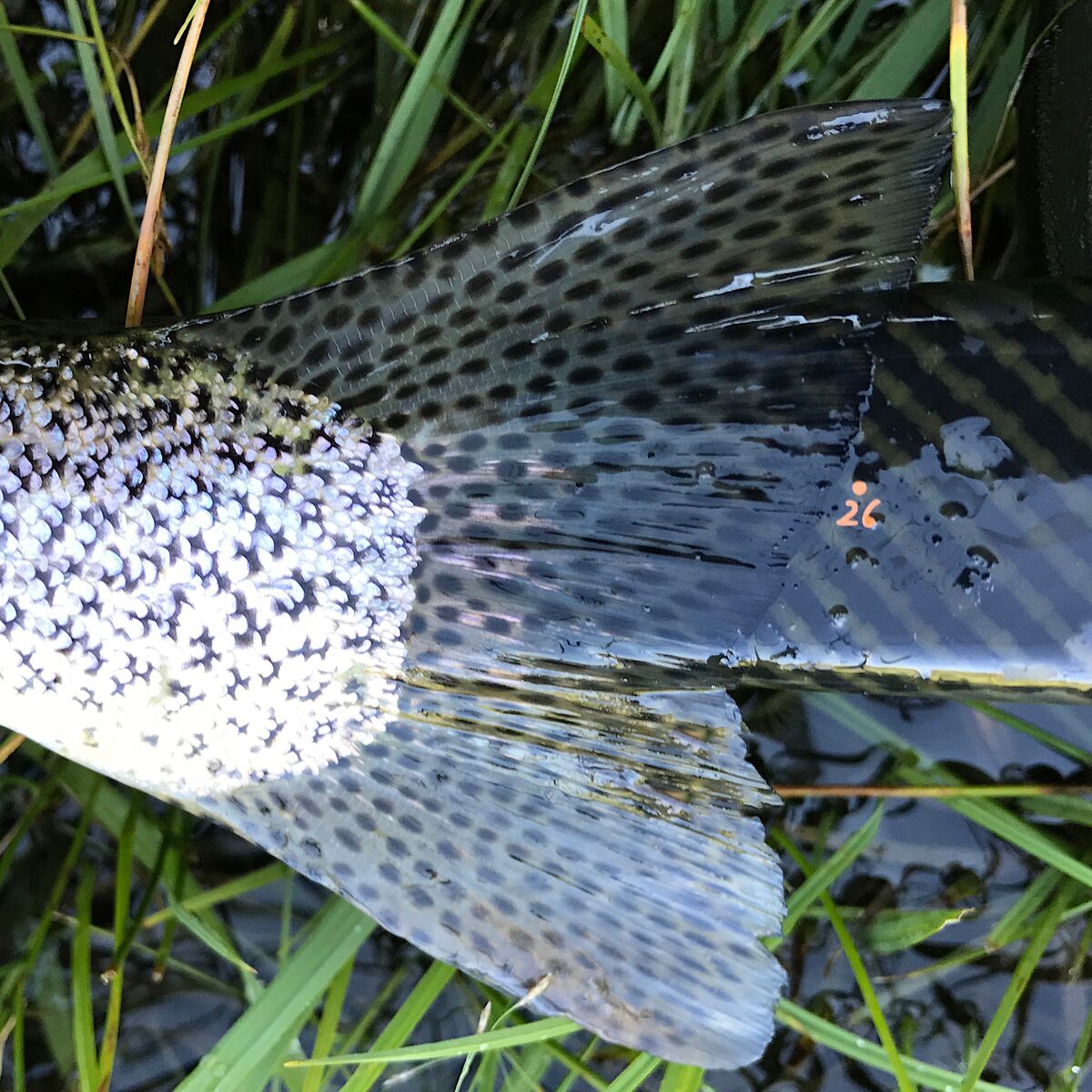 Fishpond River Armor Nomad Mid-Length Net