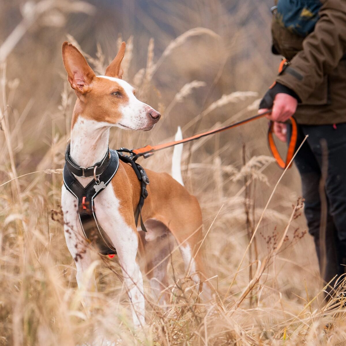 Non-stop Dogwear Line Harness Grip