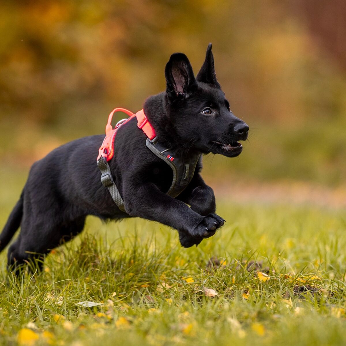 Non-stop Dogwear Ramble Harness