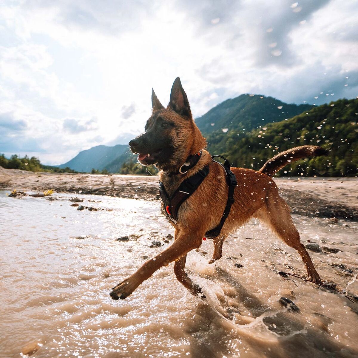 Non-stop Dogwear Rock Harness
