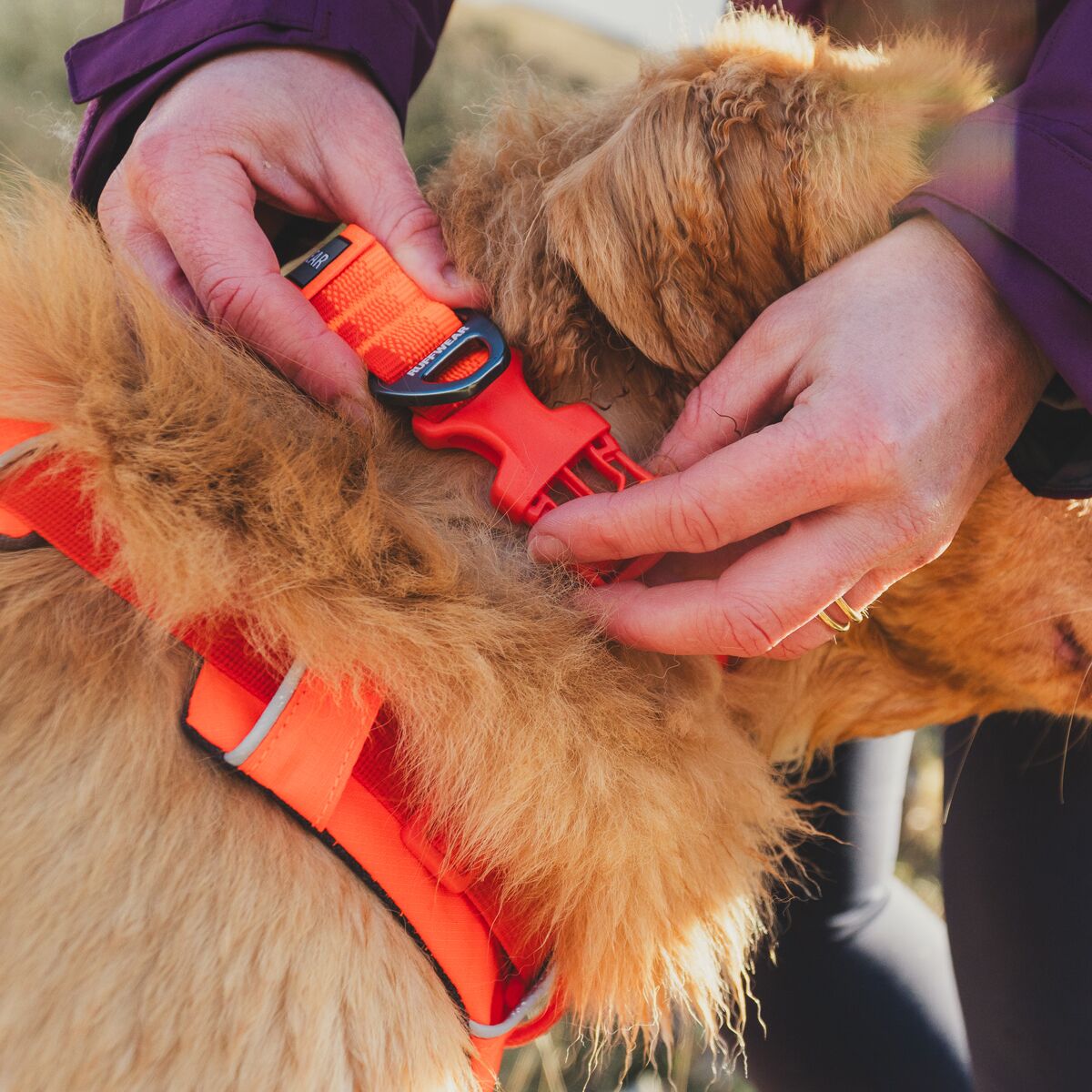 Ruffwear Front Range Dog Collar