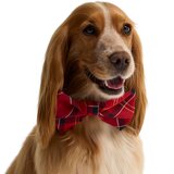 Cardinal Tartan