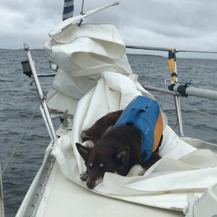 Astral - Bird Dog Life Jacket