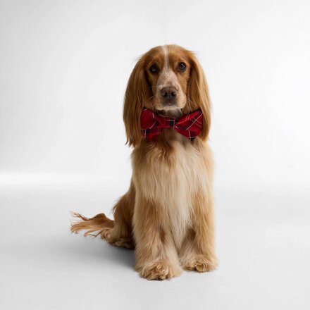 Barbour - Tartan Dog Bow Tie