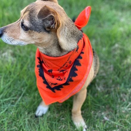 Ben's - Dog Bandana With Insect Shield