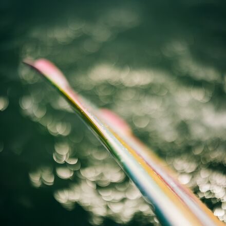 Liquid Force - Angel Wakeboard