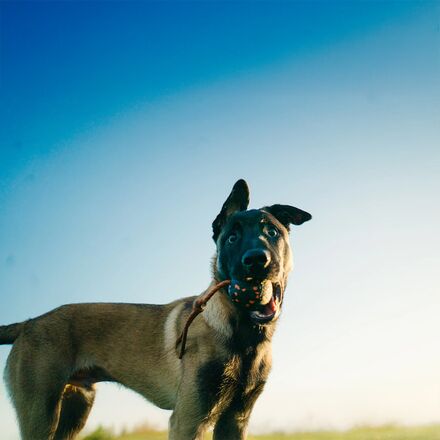 Non-stop Dogwear - Dog Ball On Rope