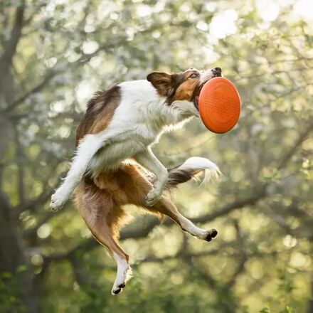 Non-stop Dogwear - Dog Flying Disc