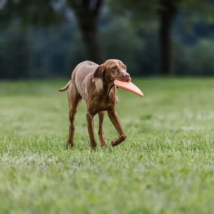 Non-stop Dogwear - Dog Flying Disc