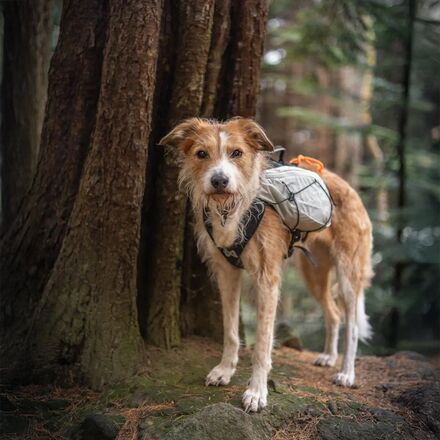 Non-stop Dogwear - Trail Light Dog Backpack