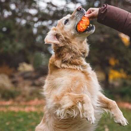 Ruffwear - Gnawt-A-Cone