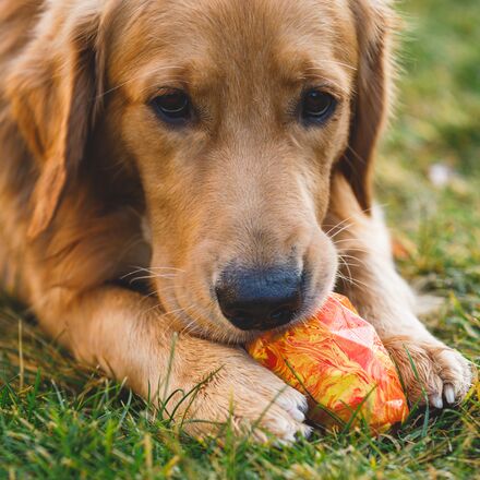 Ruffwear - Gnawt-A-Cone