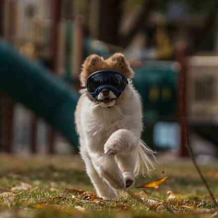 Rex Specs - V2 Dog Goggle