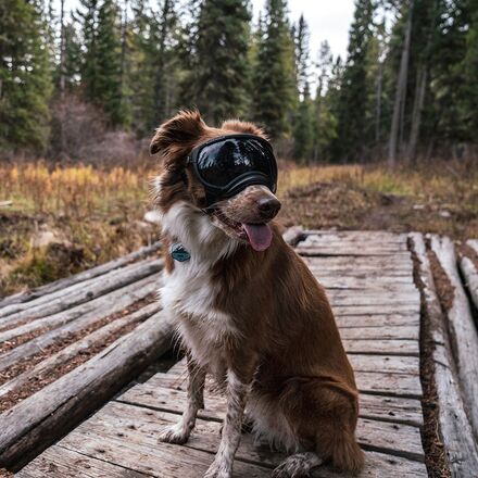 Rex Specs - V2 Dog Goggle