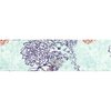 Outdoor Research - Bluet Headband - Fresh Mint Floral
