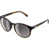 Tortoise Brown