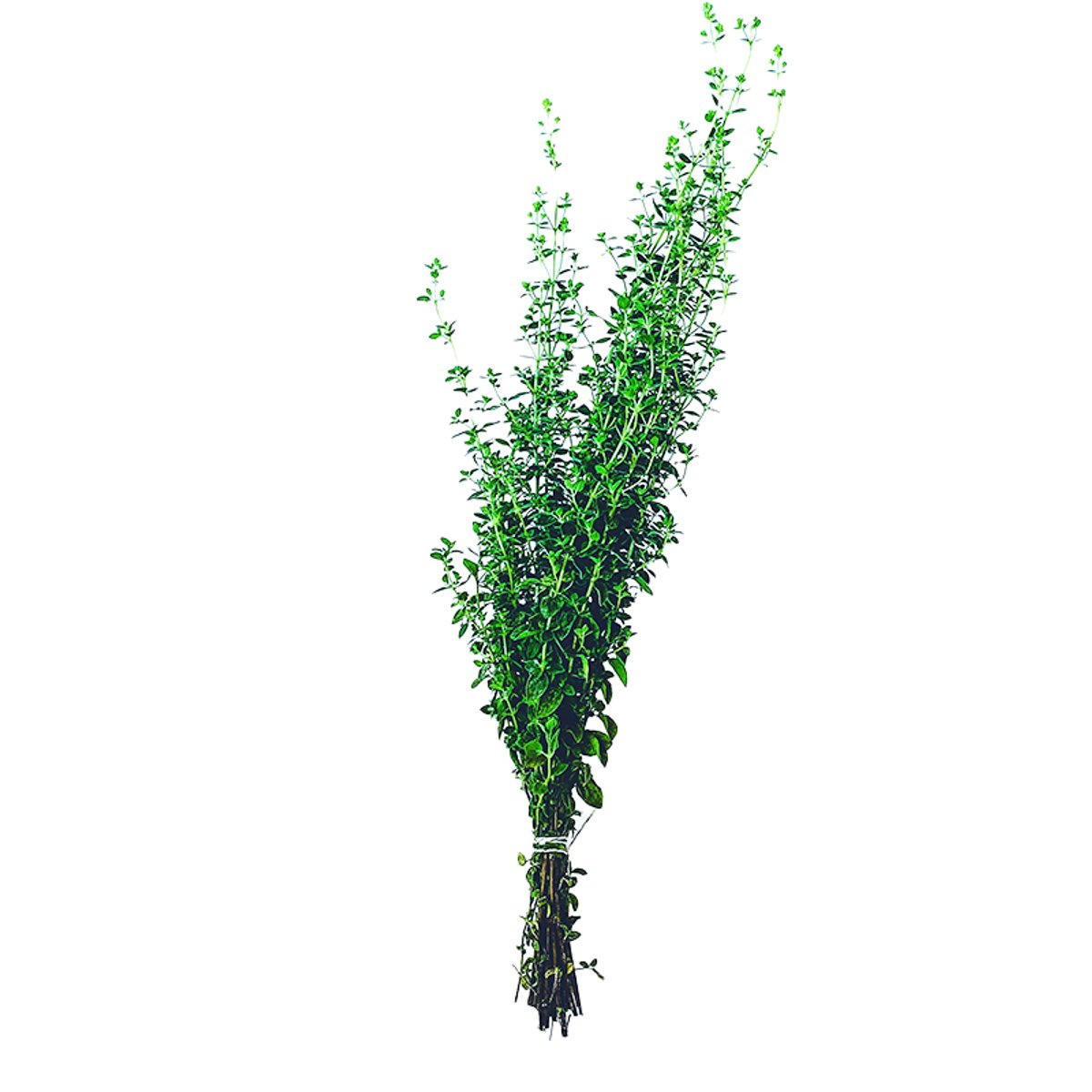 A bundle of oregano, tied with a string