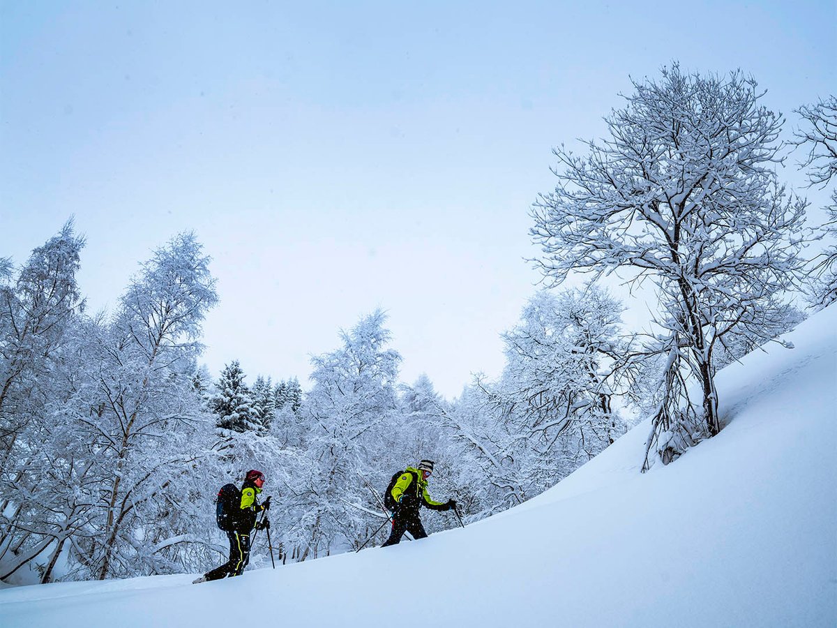 Two backcountry skiers ascending through snow-covered birch forest in deep powder