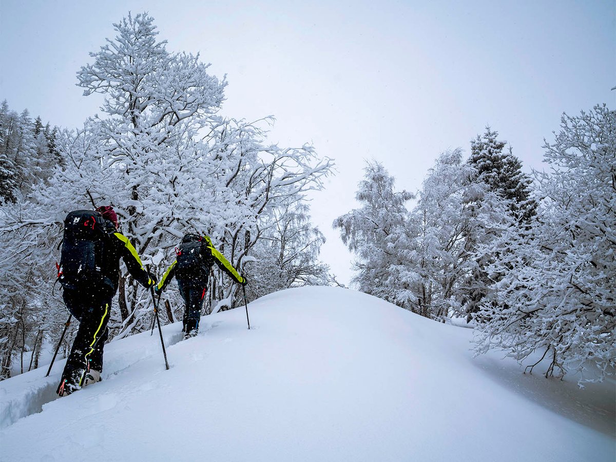 Two backcountry skiers touring uphill through open snow-covered terrain, frost-covered trees and overcast sky