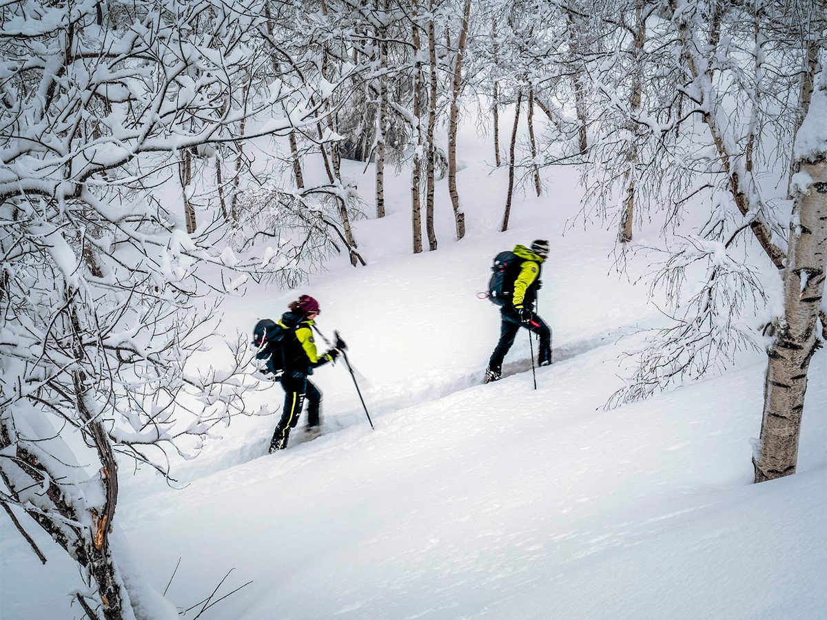 Two backcountry skiers touring into snow-covered forest, deep powder conditions