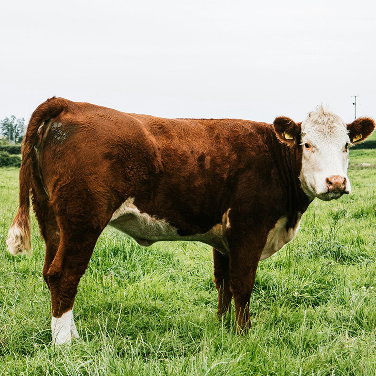 Beef cattle stands in a grass field