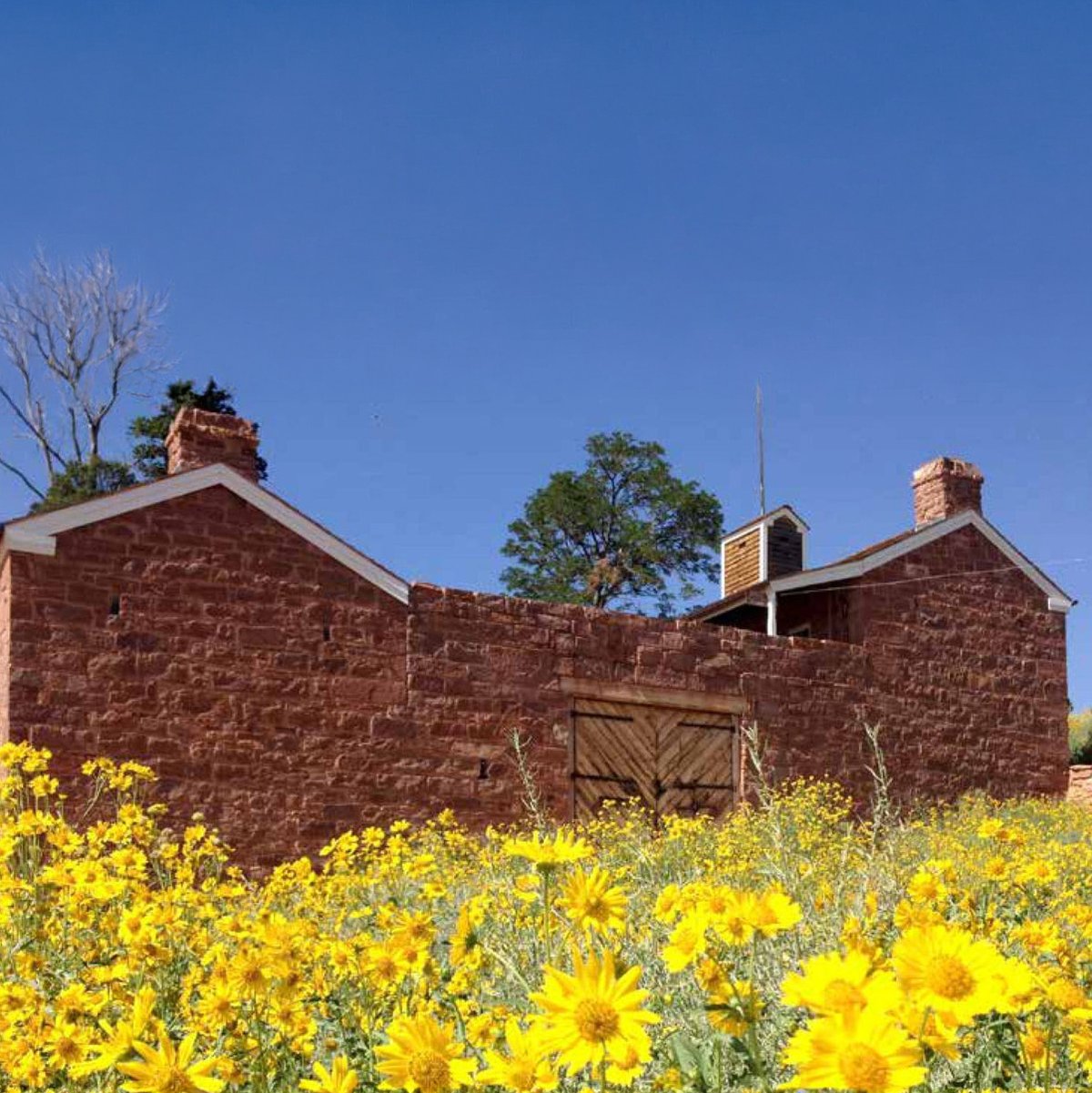 Wild sunflowers blooming in front of a historic red sandstone building under a clear blue sky.