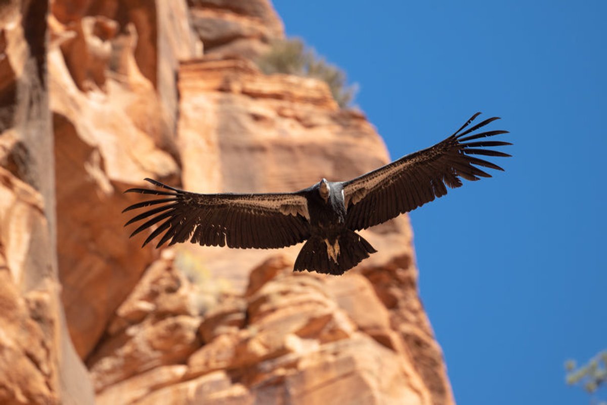 Condor flying above with red rock cliff and blue skies in the background.