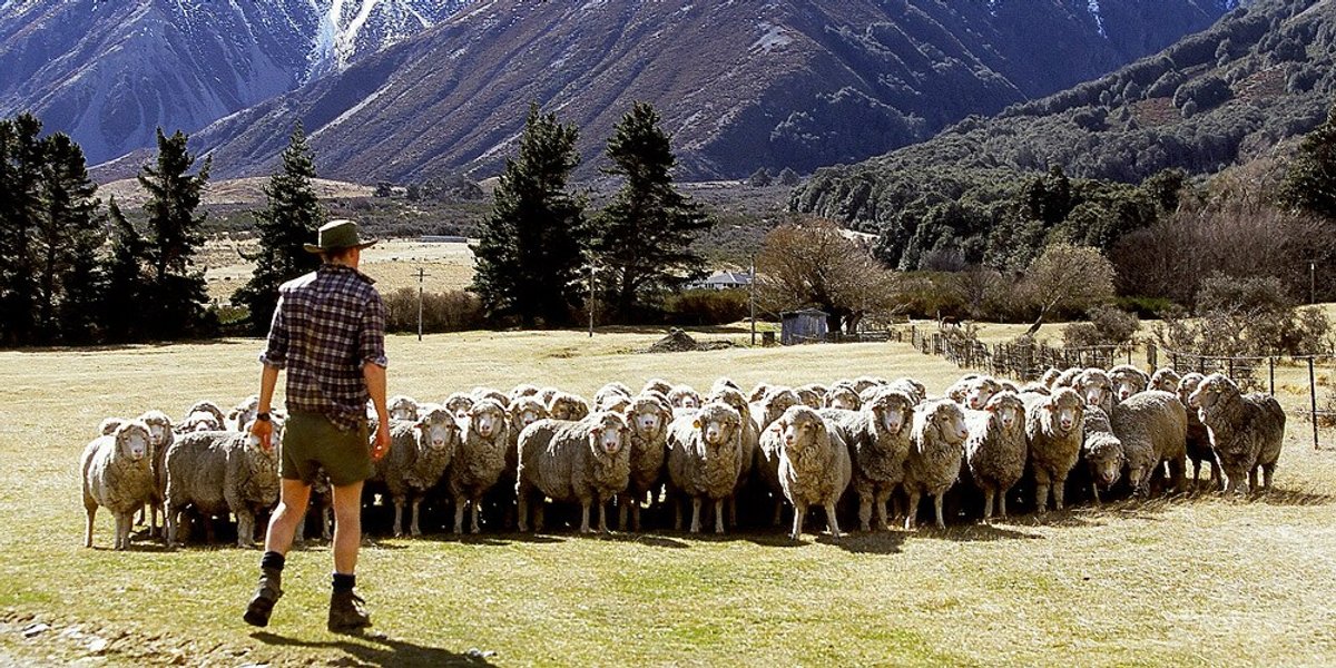 newsheep