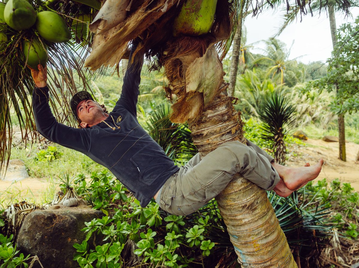 Man climbing a coconut palm barefoot in a lush tropical landscape, reaching for coconuts overhead.