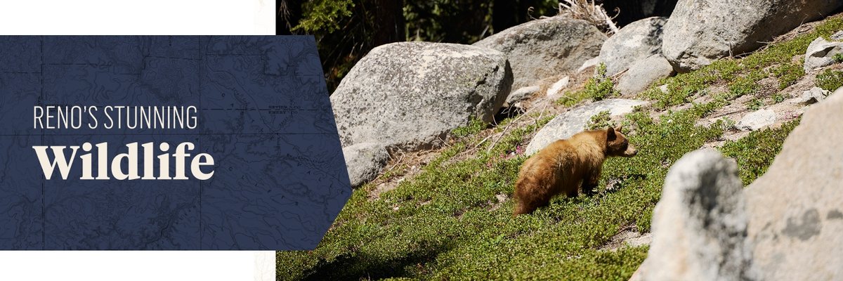 A dark blue banner on the left displays the text "RENO'S STUNNING Wildlife." On the right, a brown bear roams among green grass and large gray rocks on a hillside.