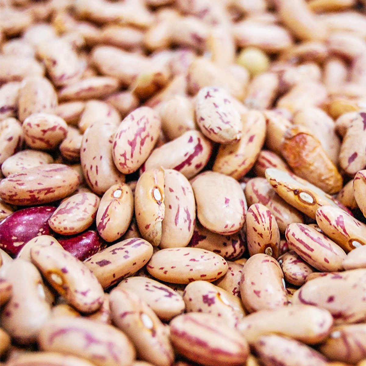 Closeup of pinto beans