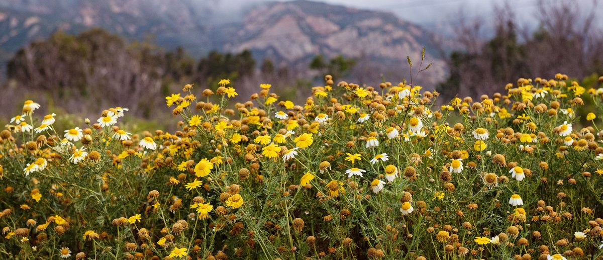 small yellow and white flowers in the foreground with rainy mountain in the background